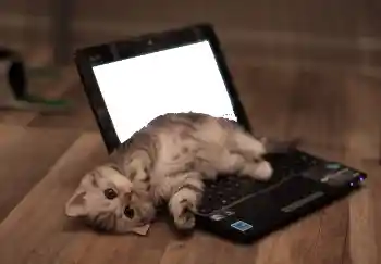 Efekt zdjęciowy z kategorii Różne № 101158