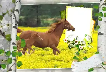 Efekt zdjęciowy z kategorii Różne № 101264