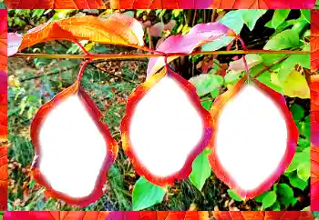 Efekt zdjęciowy z kategorii Różne № 102598