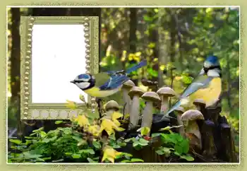 Efekt zdjęciowy z kategorii Różne № 102602