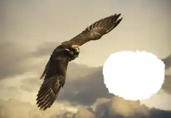 Efekt zdjęciowy z kategorii Różne № 114515