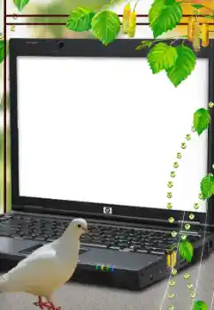 Efekt zdjęciowy z kategorii Różne № 114633