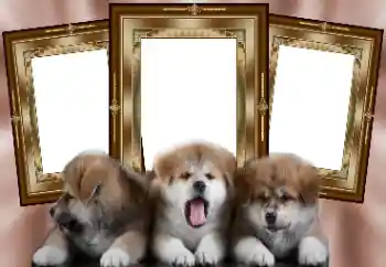 Efekt zdjęciowy z kategorii Różne № 130156