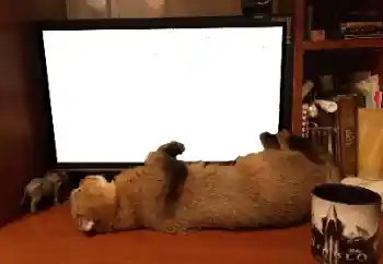 Efekt zdjęciowy z kategorii Różne № 141110 Efekt zdjęciowy z kategorii Różne № 141110