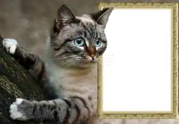 Efekt zdjęciowy z kategorii Różne № 145118 Efekt zdjęciowy z kategorii Różne № 145118