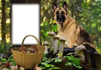 Efekt zdjęciowy z kategorii Różne № 153015