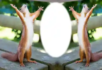 Efekt zdjęciowy z kategorii Różne № 154733