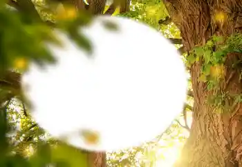 Efekt zdjęciowy z kategorii Różne № 157231