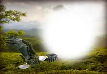 Efekt zdjęciowy z kategorii Różne № 158416