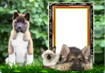 Efekt zdjęciowy z kategorii Różne № 167876