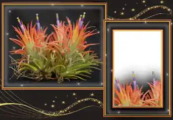 Efekt zdjęciowy z kategorii Różne № 169299 Efekt zdjęciowy z kategorii Różne № 169299