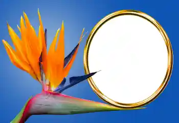 Efekt zdjęciowy z kategorii Różne № 170605