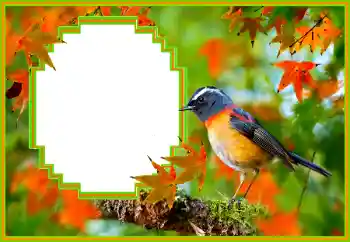 Efekt zdjęciowy z kategorii Różne № 173036