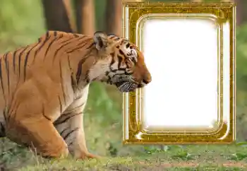 Efekt zdjęciowy z kategorii Różne № 176575 Efekt zdjęciowy z kategorii Różne № 176575