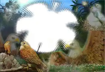 Efekt zdjęciowy z kategorii Różne № 22183