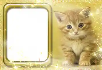 Efekt zdjęciowy z kategorii Różne № 3412