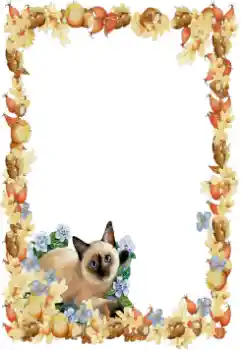 Efekt zdjęciowy z kategorii Różne № 34851