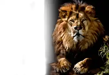 Efekt zdjęciowy z kategorii Różne № 37239