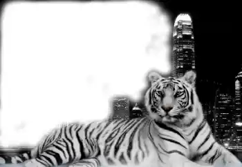 Efekt zdjęciowy z kategorii Różne № 38947