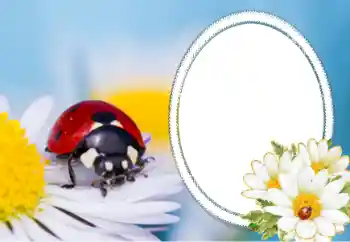 Efekt zdjęciowy z kategorii Różne № 40356