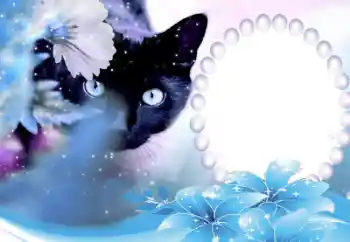 Efekt zdjęciowy z kategorii Różne № 50647