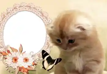 Efekt zdjęciowy z kategorii Różne № 60142