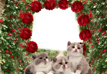 Efekt zdjęciowy z kategorii Różne № 60206