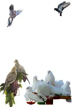 Efekt zdjęciowy z kategorii Różne № 81632