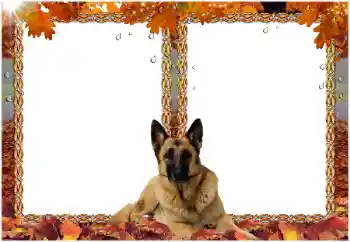 Efekt zdjęciowy z kategorii Różne № 8477