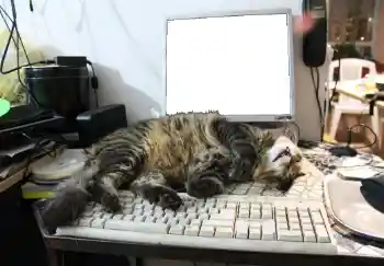 Efekt zdjęciowy z kategorii Różne № 93455