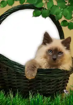 Efekt zdjęciowy z kategorii Różne № 9561