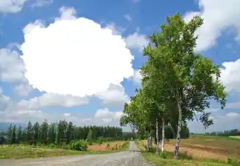 Efekt zdjęciowy z kategorii Lato № 114245 Efekt zdjęciowy z kategorii Lato № 114245