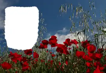 Efekt zdjęciowy z kategorii Lato № 114434 Efekt zdjęciowy z kategorii Lato № 114434