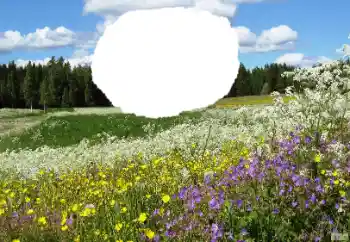 Efekt zdjęciowy z kategorii Lato № 114457 Efekt zdjęciowy z kategorii Lato № 114457