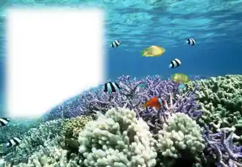 Efekt zdjęciowy z kategorii Lato № 121111 Efekt zdjęciowy z kategorii Lato № 121111