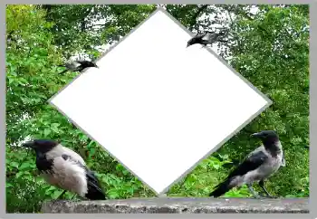 Efekt zdjęciowy z kategorii Lato № 131476 Efekt zdjęciowy z kategorii Lato № 131476