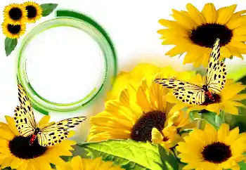 Efekt zdjęciowy z kategorii Lato № 134446 Efekt zdjęciowy z kategorii Lato № 134446