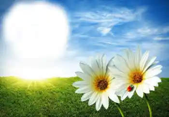 Efekt zdjęciowy z kategorii Lato № 89268 Efekt zdjęciowy z kategorii Lato № 89268