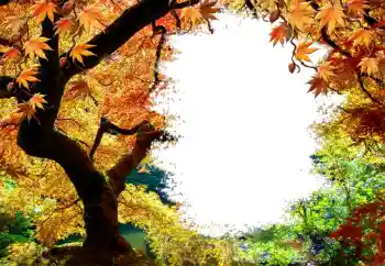 Efekt zdjęciowy z kategorii Jesień № 127046
