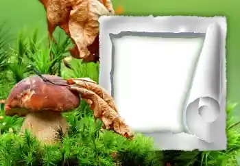 Efekt zdjęciowy z kategorii Jesień № 34933