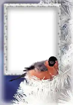 Efekt zdjęciowy z kategorii Zima № 3339