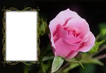 Efekt zdjęciowy z kategorii Ramki dla kobiet № 126936