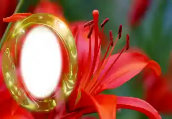 Efekt zdjęciowy z kategorii Ramki dla kobiet № 126945