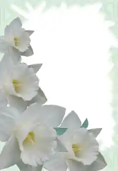 Efekt zdjęciowy z kategorii Ramki dla kobiet № 13900