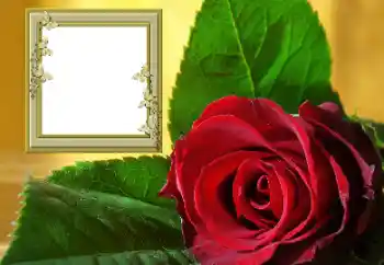 Efekt zdjęciowy z kategorii Ramki dla kobiet № 157088