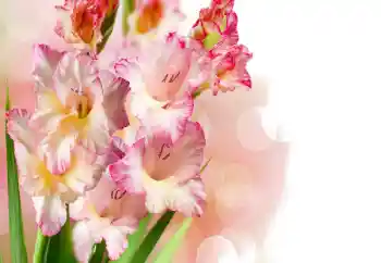 Efekt zdjęciowy z kategorii Ramki dla kobiet № 158438 Efekt zdjęciowy z kategorii Ramki dla kobiet № 158438