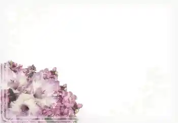 Efekt zdjęciowy z kategorii Ramki dla kobiet № 15911