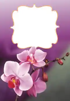 Efekt zdjęciowy z kategorii Ramki dla kobiet № 160699