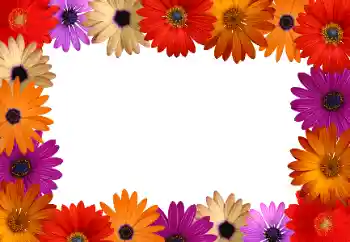 Efekt zdjęciowy z kategorii Ramki dla kobiet № 172916