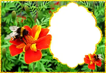 Efekt zdjęciowy z kategorii Ramki dla kobiet № 172931